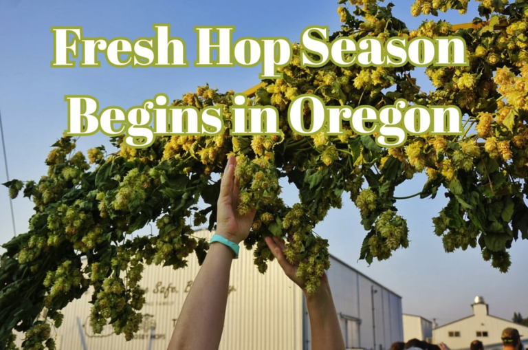 Hands Reaching for Hops - Fresh Hop Season Begins in Oregon - Ezra Johnson-Greenough