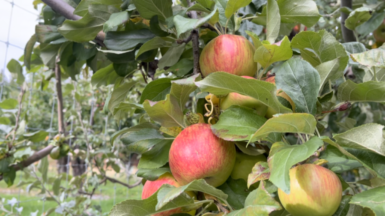 Apple Orchard - Montana